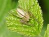 Tibellus sp.